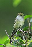 Jamaican Vireo